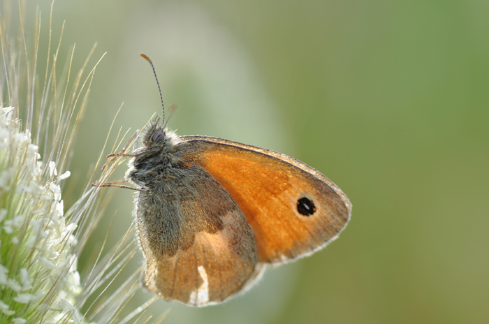 Farfalla da identificare